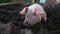 Pink pig with dirty snout digs the ground.