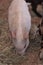 Pink pig known as a Gottingen minipig