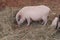 Pink pig known as a Gottingen minipig