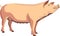 The Pink Pig Mammal Animal Vector