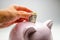 Pink pig - money box. Giving a banknote to the treasury. gray background. Finance, savinG.