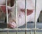 Pink pig\'s snout in the pigsty of the farm