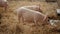 Pink pig trampling on hay and something chewing