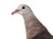 Pink pigeon, Nesoenas mayeri against white background