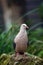 Pink pigeon Nesoenas mayeri sitting on a stone in a large aviary. Very rare pink pigeon