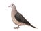 Pink pigeon, Nesoenas mayeri standing against white background