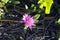 Pink pigface flower, coastline near Albany, WA, Australia