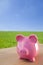 Pink Piggy Bank In A Green Field