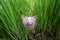 Pink piggy bank Hidden in the grass step up success your own saving way for retirement concept