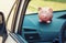 Pink piggy money box inside a car transportation. Saving money for vehicle purchase. Successful financial planning and banking