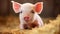 a pink piglet with a wrinkled snout and expressive eyes, looking playful and curious