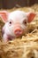 a pink piglet with a wrinkled snout and expressive eyes, looking playful and curious