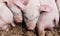 Pink piglets close up.