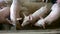 Pink piglets on livestock farms, pig group farming, with fattening pigs for sale