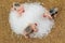 Pink pigs with black spots climbing on a heap of white sugar