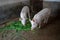 Pink pigs enjoying a meal of fresh, lush grass in a pastoral farm setting