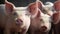 Pink Pigs in Open Barn at the Farm