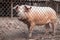 Pink pigs waiting for feed on the farm