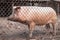 Pink pigs waiting for feed on the farm