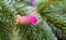 Pink Pine Cone Flower