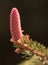 Pink pine cone  with green background and sunlight from the behind