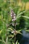 Pink pinnacle Vitex