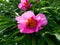 Pink pion grow on a flower bed on the summer cottage.