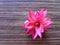 Pink plant on desk