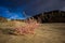 Pink Plant In Sand with Clouds and Blue Sky