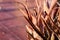 Pink plants with lights and pink background