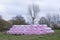 Pink plastic bags of hay crop bales rolled and wrapped by farmer on farm for harvesting
