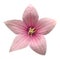 Pink Platycodon grandiflorus flower isolated