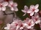 Pink Plum Blossom