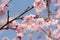 Pink plum blossom