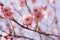 Pink plum blossom