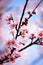 Pink plum blossom