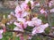 Pink Plum blossom at Baien Garden in Shizuoka Prefecture, Japan