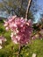 Pink plum flowers. Photo of plum blossom