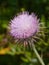 A pink plume thistle
