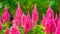 Pink Plumed Celosia Flower