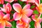 Pink Plumeria