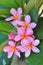 Pink plumeria