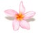 Pink plumeria