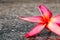 Pink plumeria background 503