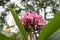 Pink Plumeria blooming in nature