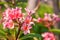 Pink plumeria close up, also called frangipani