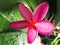 Pink Plumeria Flower Hawaii