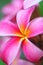 Pink Plumeria Flower Hawaii