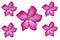 Pink plumeria flower isolated