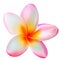 Pink plumeria flower. Vector illustration